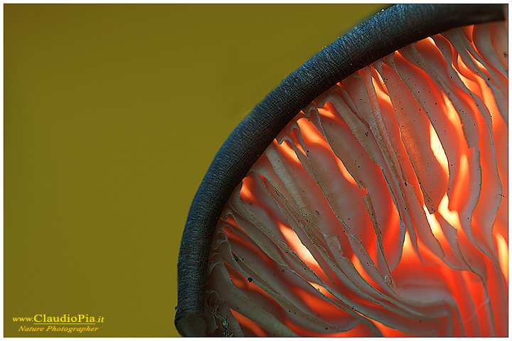 Funghi, toadstools, fungi, fungus, val d'Aveto, Nature photography, macrofotografia, fotografia naturalistica, close-up, mushrooms